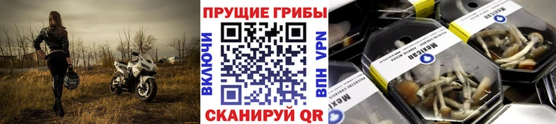 Псилоцибиновые грибы GOLDEN TEACHER Заводоуковск